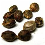 Семена марихуаны АК-47  (Seeds AK-47) в Элисте